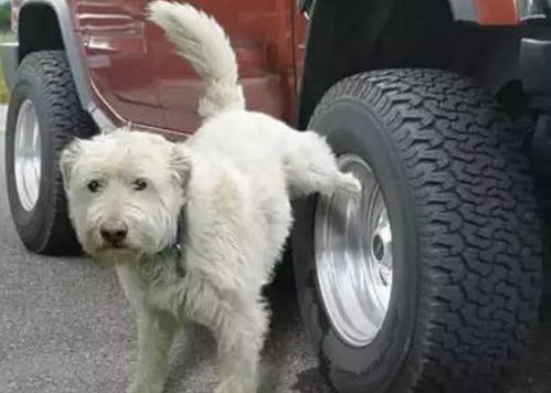 狗狗,你为啥总来我的车胎撒尿