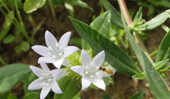 瑞香花之美，千古传颂，赞美瑞香花的词语有哪些