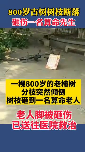 广东一棵800岁古树树枝断落,砸伤一名算命老人 网友 人算不如天算 意外 命运 