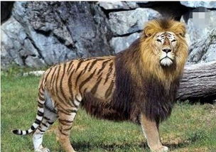 世界最完美的猫科动物,狮子与老虎的杂交,体型竟是狮子老虎两倍