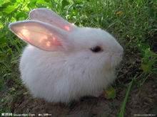 小兔子的外形特点
