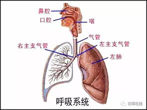 资料图片 人体呼吸系统结构图 米粒分享网 Mi6fx Com