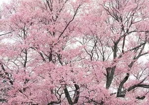 美到窒息 那些隐藏在南昌高校的樱花惊艳众人 只有8 的人知道 