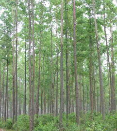 广西桉树木材产量占全区木材总产量的70 以上
