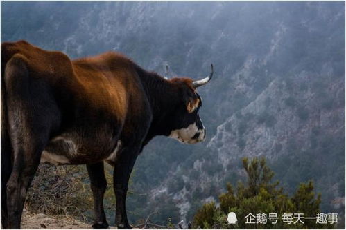 生肖牛的人最佳婚配对象,月老都拆不散,携手大富大贵不是梦