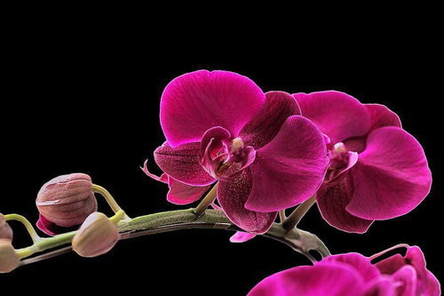 蝴蝶兰花语代表着什么,好听的花名和寓意？