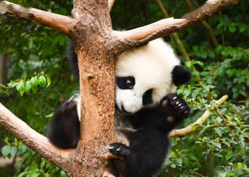 清明小长假即将开启 乘坐 熊二 熊猫2号线,来一场与熊猫的春日约会吧
