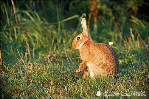 生肖兔 属兔人的最佳配偶,月老牵线约定终生,幸福一生不分离