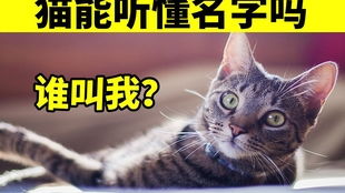 叫猫咪名字真的没反应吗