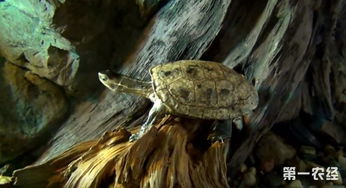 里海泽龟原产地生存环境图集 里海泽龟图片