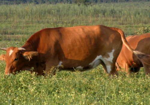 黄牛高产养殖技术,如何让牛多胎高产