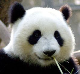 关于大熊猫的资料 外形特点 , 生活习性 
