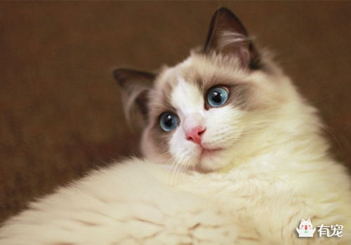 布偶猫性格如何 如何养一只布偶猫