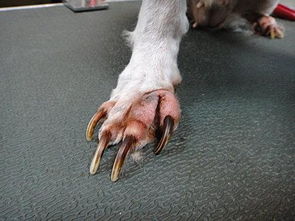 狗狗需要剪指甲吗