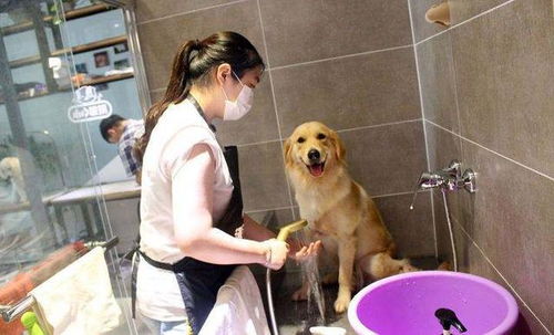 狗狗不喜欢水才讨厌洗澡 错了,了解一下正确的洗狗知识