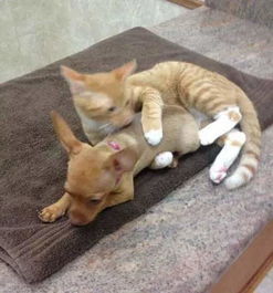 兽医院收养3只小猫,长大后它们竟以这样的方式报恩 