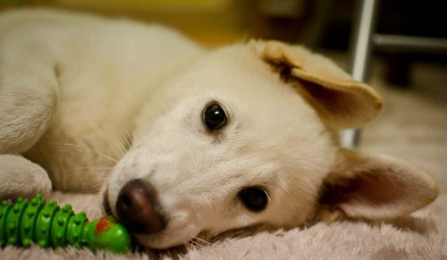 来自韩国的国宝犬种,曾经在奥运开幕式出现,它们的名字叫珍岛犬