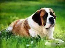 沧州市严格管理区禁养烈性犬 大型犬品种名录及标准来啦