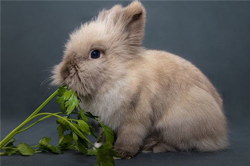 生肖兔运程 生肖兔配对 生肖兔性格 属兔运势 