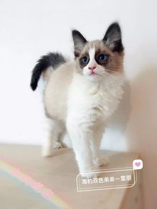 戴墨镜的猫-信息图文欣赏-信息村-K0W0M.COM