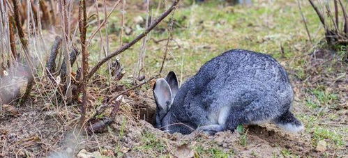 澳大利亚野兔泛滥成灾,数量突破100亿只,放在中国能吃几年