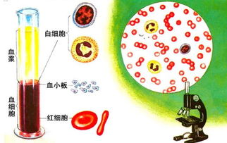 最珍贵血型,40人拥有,比熊猫血还珍贵,能救所有人是真的吗