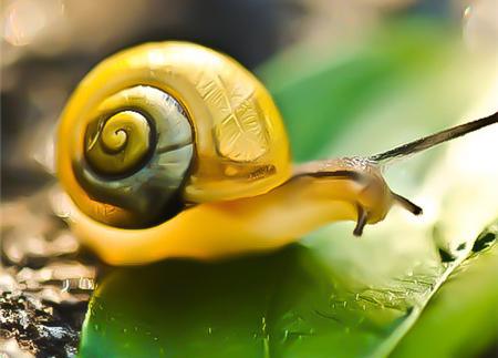 蜗牛吃什么食物 