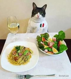 听说日本还有会做菜的猫