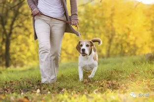 广州养犬登记受理点委托机构及36种危险犬清单 