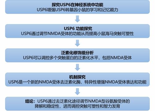 文献查重技巧分享，提升查重效率与质量