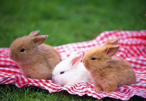 恭喜生肖兔 你家有属兔的吗 命里有时终须有 生肖兔赶快来接财 