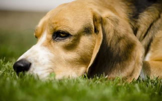 家有爱宠的泸州人注意了 违法养狗最高罚款1000元
