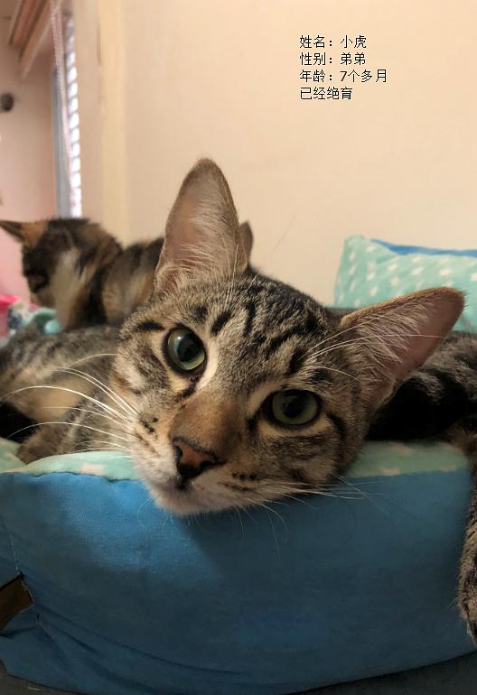 三只猫猫找靠谱家庭领养 