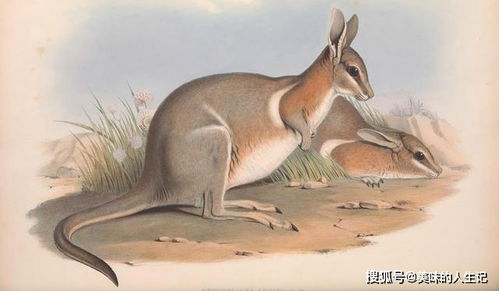 为什么野兔 猫能在澳洲泛滥成灾 它们是如何发展起来的