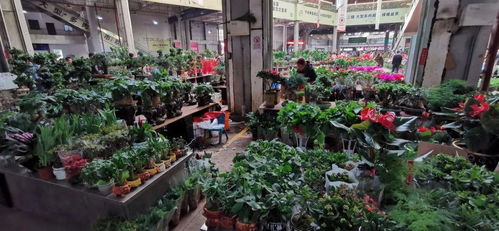 北京花卉市场有哪几家,北京周边最大花卉批发市场排名？