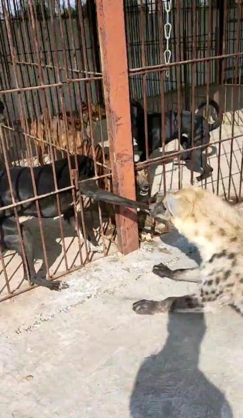 视频 东北家养鬣狗大发威,被9条猎狗挑衅,咬碎其中一条狗爪