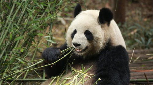 大熊猫吃的竹子营养极低,为何它还能这么胖 这都要从200万年前说起