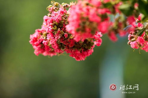 盛夏群芳歇,独有紫薇红