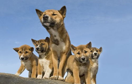 在狗界 爬树 最厉害的5种狗狗,猫见了也得跪拜,超级6