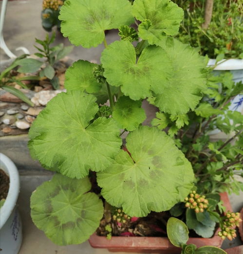 花肥不用买,教你在家制作 万能肥 ,花卉长得旺 叶子绿