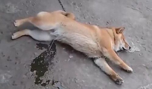 柴犬躺在地上睡觉,醒来后一头的问号 地上的水是怎么回事