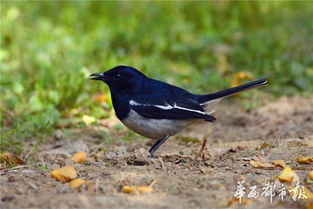 100年前美国人的观鸟札记曝光 记录了华西坝出现的103种鸟类