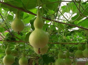 农村生长的这种爬藤植物,果实是儿时的玩具,却能治疗肺病