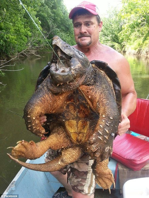 5斤大鳄龟能不能繁殖？