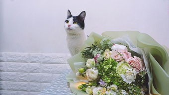 猫咪和花