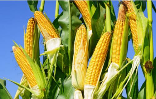 玉米价格创近4年新高,玉米加工下游产品涨价 原因何在