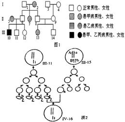 分析下列有关遗传病的资料,图1为某家族两种遗传病的系谱图,这两种单基因遗传病分别由位于常染色体上的 
