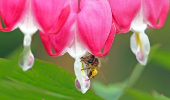 枕上泪与花断肠，情感的织梦者，枕上什么泪 花什么断肠