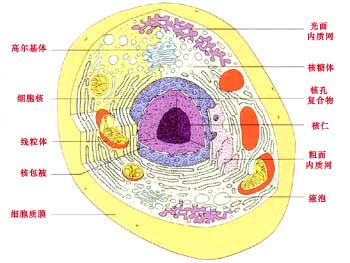 苔藓类植物细胞结构图 图片欣赏中心 急不急图文 Jpjww Com