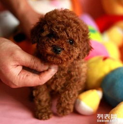 泰迪幼犬怎么养 茶杯狗狗哪里有 泰迪最小的狗